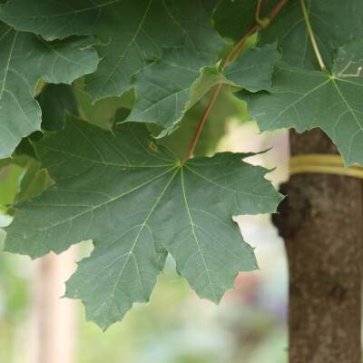 Acer platanoides 'Columnare'